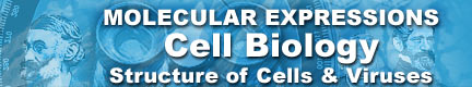 Introduction to Cell and Virus Structure ("Введение в клеточные и вирусные структуры" - иллюстрированное пособие)